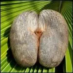 Le cocotier de mer produit l'un des plus gros fruits sur Terre. Quel poids peut atteindre sa noix ?