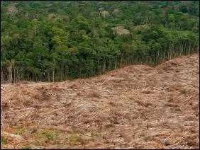 Aujourd'hui, la fort amazonienne couvre 5, 5 millions de km. Chaque anne, elle diminue de l'quivalent de la surface de la France. Quelle tait sa superficie en 1970 ?