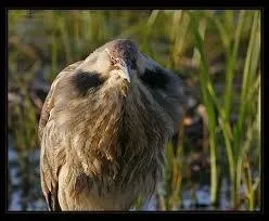 Parmi les noms d'oiseaux suivants quel est celui qui est synonyme de malotru ?