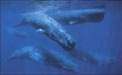 Le grand cachalot est un ctac  dents qui vit dans tous les ocans du globe. Sa famille, les phystroids comprend seulement trois espces vivantes : le grand cachalot, le cachalot nain et :