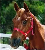 Comment s'appelle cette jument de course qui appartient  Lisa Atwood ?