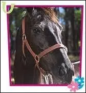 Comment se nomme ce cheval pur sang appartenant  Lisa ?