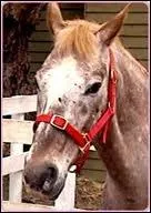 Comment s'appelle ce vieux cheval ?