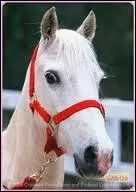 Comment s'appelle ce poney ?