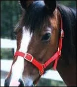 Comment se nomme cet hongre ?