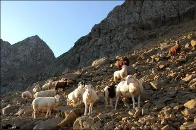 L'harmonieux grelot du jeune agneau qui (... ).