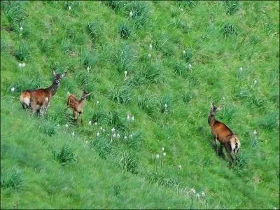 Une (... ) attentive, au lieu de se cacher,