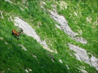 Se suspend immobile au sommet du (... ),