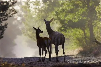Soit qu'il chante les (... ) de la biche aux abois,