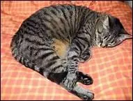 Que faut-il faire quand un chat dort profondment ?