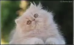 Quelle race de chat n'existe pas ?