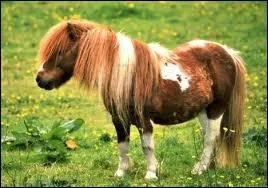 Sur cette photo - Est-ce un poney ou un cheval ?