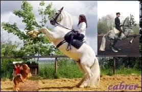 Que font ces chevaux ?