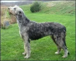 Quelle est la race de ce chien ?