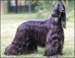 Quelle est la race de ce chien ?