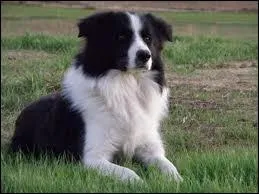 Quelle est la race de ce chien ?