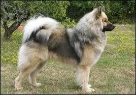 Quelle est la race de ce chien ?