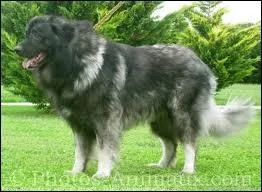 Quelle est la race de ce chien ?