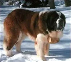 Quelle est la race de ce chien ?