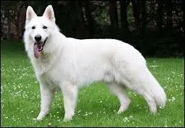 Quelle est la race de ce chien ?