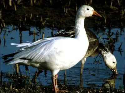 Prsent  Nuremberg et soutenu d'une allure cadence, il a fini par gaver l'Europe !