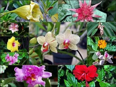 Compliment d'objet direct !