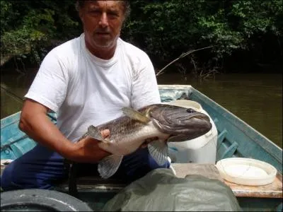 En Guyane, ce poisson est bien plus redout que le piranha, il vit galement en rivire !