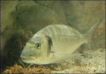 Chez le poissonnier, quel est l'autre nom de la baudroie ?