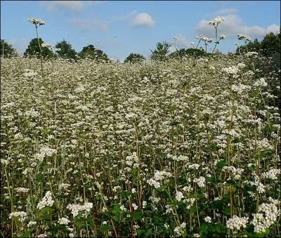 (... ) la pte  crpe et (... ) la pte  (... ) Farine de froment farine de (... )