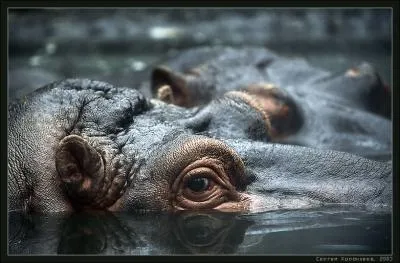 Bien, maintenant je suis srieux, sous la chaleur, l'hippopotame devient rose !