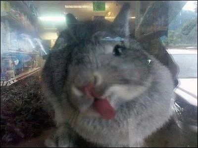 L, j'hsite  l'affirmer, c'est bien un lapin, non ?