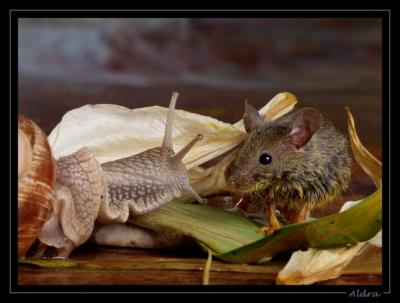 Sur cette photo, on reconnat la fable de Jean de La Fontaine : L'escargot et la souris !