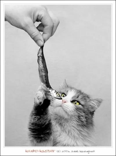 L c'est vident, le chat rclame une sardine !