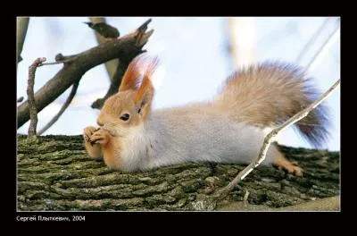 Vous l'avez vu il n'y a pas longtemps, je le prsente souvent, c'est l'cureuil roux d'Europe !