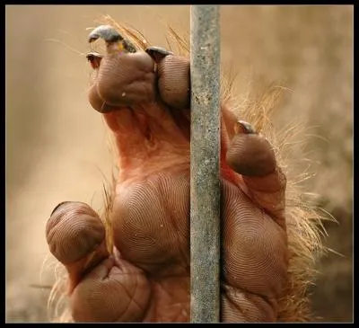 Evitez de lui serrer la main, il pourrait vous la broyer, c'est le gorille !