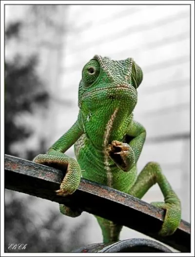 Difficile de se tromper sur cette question, mme un enfant verrait qu'il s'agit de l'iguane vert !