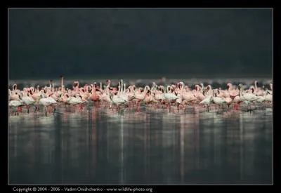 La question la plus facile du quiz, vous croyez ? Ce sont des flamands roses !
