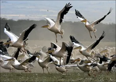 Encore plus facile, difficile de les confondre, ce sont des plicans !