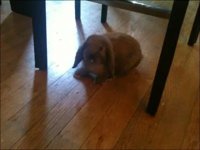 Quels sont les accompagnements qui s'ajoutent aux aliments gnraux ?