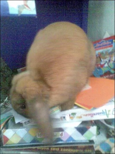 Combien y a-t-il de lapereaux dans une porte en gnral ?