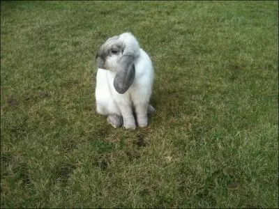 Quelle est la dure de gestation chez la lapine ?