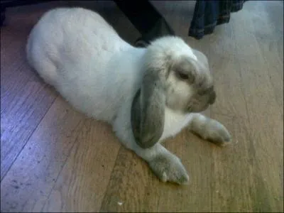 Combien de temps s'occupera-t-elle de ses lapereaux ?