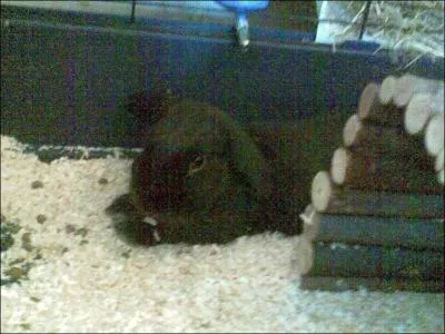 Qui est l'ami des lapins chez les rongeurs ?