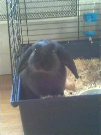 Cet ami peut-il cohabiter avec les lapins ?