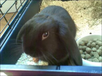 Quel est le lapin le plus robuste ?