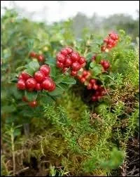 Lequel de ces fruits est une varit d'airelles ?