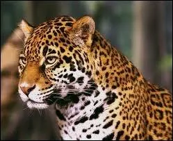 On dit que le jaguar est le voisin :
