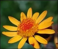 Quelle plante des montagnes,  fleurs jaunes, dont on extrait une teinture, est capable de soigner les diverses contusions ?