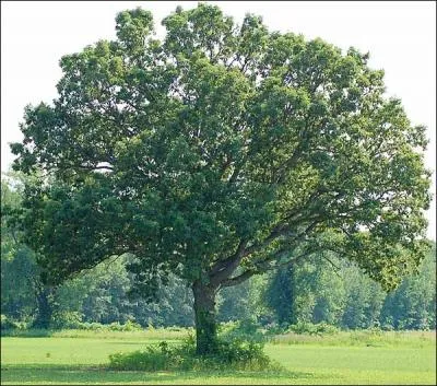 Comment se traduit  chne  en anglais ?