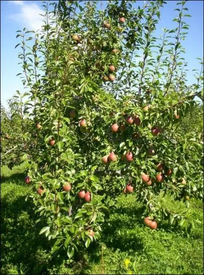 Comment se traduit  poirier  en anglais ?